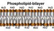bilayer.gif.jpg